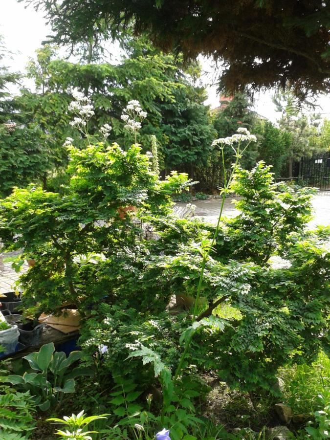 Villa Jaskolka เมียนซิดดรอแย ภายนอก รูปภาพ